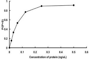 Image no. 2 for Dual-Specificity tyrosine-(Y)-phosphorylation Regulated Kinase 4 (DYRK4) (AA 1-520) (Active) protein (DYKDDDDK Tag) (ABIN5569691) (DYRK4 Protein (AA 1-520) (DYKDDDDK Tag))