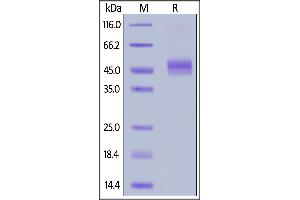 SDS-PAGE (SDS) image for Fc Fragment of IgG, High Affinity Ia, Receptor (CD64) (FCGR1A) (AA 11-288) (Active) protein (His tag,AVI tag,Biotin) (ABIN6810049)