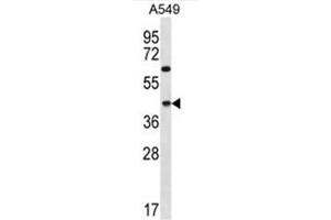 C109B Antibody (C-term) western blot analysis in A549 cell line lysates (35µg/lane). (C109B (AA 298-328), (C-Term) Antikörper)