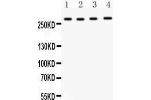 Anti-Mannose 6 Phosphate Receptor(Cation independent) antibody, Western blotting All lanes: Anti Mannose 6 Phosphate Receptor (Cation independent)  at 0. (IGF2R Antikörper  (C-Term))