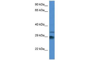 WB Suggested Anti-Odf1 Antibody Titration: 1. (ODF1 Antikörper  (Middle Region))
