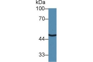 Western blot analysis of Human HeLa cell lysate, using Human SLC30A8 Antibody (3 µg/ml) and HRP-conjugated Goat Anti-Rabbit antibody ( (SLC30A8 Antikörper  (AA 1-80))