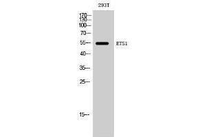 Western Blotting (WB) image for anti-V-Ets erythroblastosis Virus E26 Oncogene Homolog 1 (Avian) (ETS1) (Ser369) antibody (ABIN3184564)