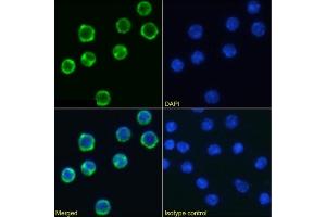 Immunofluorescence staining of mouse splenocytes using anti-CD98 antibody RL388.