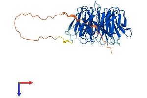 SNRNP40 Protein (AA 1-358) (His tag)