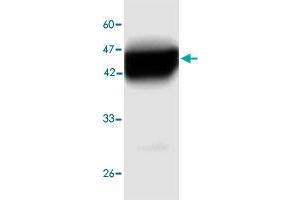 Western blot analysis in  Legionella pneumophila  groEL recombinant protein with  Legionella pneumophila  groEL monoclonal antibody, clone 6a468  at 1 : 1000 dilution.