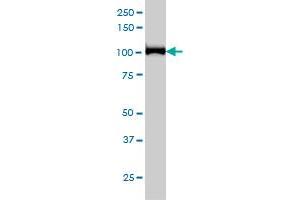 CNOT3 monoclonal antibody (M01), clone 4B8 Western Blot analysis of CNOT3 expression in Hela S3 NE . (CNOT3 Antikörper  (AA 1-100))