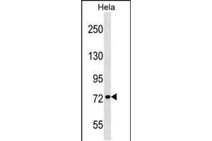 Western blot analysis in Hela cell line lysates (35ug/lane). (KIF3B Antikörper  (N-Term))