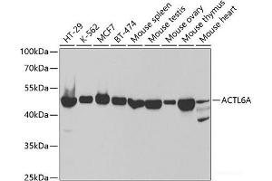 Western blot analysis of extracts of various cell lines using ACTL6A Polyclonal Antibody at dilution of 1:1000. (BAF53A Antikörper)