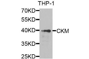 Western blot analysis of extracts of THP-1 cells, using CKM antibody. (CKM Antikörper  (AA 1-381))