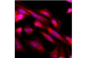 Immunofluorescence (IF) image for anti-Mitogen-Activated Protein Kinase 3 (MAPK3) antibody (ABIN567619) (ERK1 Antikörper)