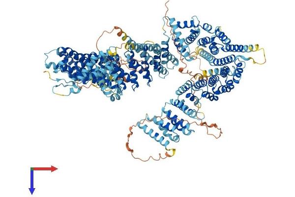 NCAPD2 Protein (AA 1-1401) (His tag)
