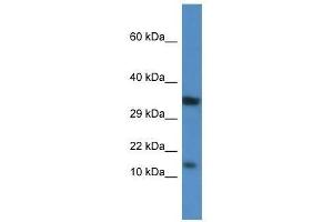 Western Blot showing Pkib antibody used at a concentration of 1.
