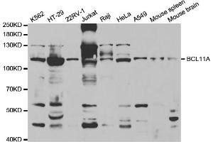 Western blot analysis of extracts of various cell lines, using BCL11A antibody (ABIN5973162) at 1/1000 dilution. (BCL11A Antikörper)
