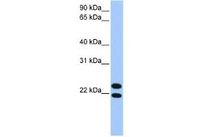 LOC732440 antibody used at 0. (LOC732440 Antikörper  (C-Term))