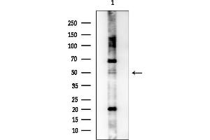 Western blot analysis of lysates from HUVEC cells, using PTGDR Antibody at 1/1000 dilution.