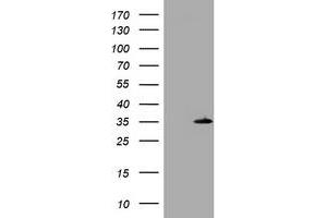 Image no. 1 for anti-DNA-Damage-Inducible Transcript 3 (DDIT3) antibody (ABIN1497790) (DDIT3 Antikörper)