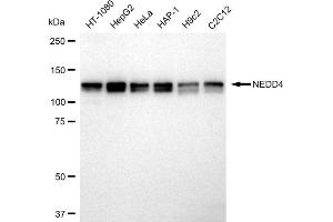 Western blotting analysis using NEDD4 antibody (ABIN7799574).