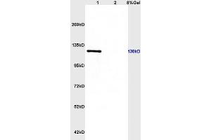 SDS-PAGE (SDS) image for anti-CD163 (CD163) (AA 1001-1121) antibody (ABIN741570)