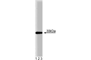 Western blot analysis of EB1 on a human endothelial cell lysate. (ANKS1B Antikörper  (AA 107-268))