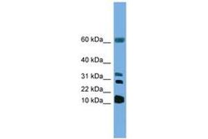 Image no. 1 for anti-Leukotriene C4 Synthase (LTC4S) (N-Term) antibody (ABIN6746296) (LTC4S Antikörper  (N-Term))