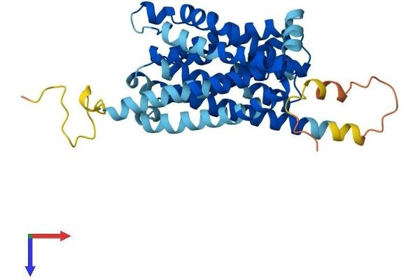 SLC10A2 Protein (AA 1-348) (His tag)