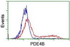 Image no. 3 for anti-phosphodiesterase 4B, cAMP-Specific (PDE4B) antibody (ABIN1500091) (PDE4B Antikörper)