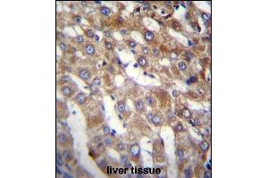 BEND7 Antibody (C-term) (ABIN656703 and ABIN2845935) immunohistochemistry analysis in formalin fixed and paraffin embedded human liver tissue followed by peroxidase conjugation of the secondary antibody and DAB staining. (BEND7 Antikörper  (C-Term))