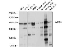 Western blot analysis of extracts of various cell lines, using WDR33 antibody (ABIN6128922, ABIN6150189, ABIN6150191 and ABIN6225030) at 1:1000 dilution. (WDR33 Antikörper  (AA 1-200))