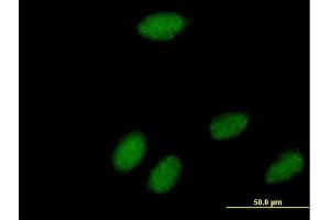 Immunofluorescence of purified MaxPab antibody to POLR3K on HeLa cell. (POLR3K Antikörper  (AA 1-108))