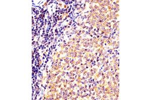 (ABIN6243917 and ABIN6577996) staining (Mouse) Nr4a2 in mouse spleen sections by Immunohistochemistry (IHC-P - paraformaldehyde-fixed, paraffin-embedded sections). (NR4A2 Antikörper  (AA 164-197))