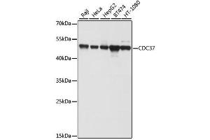 Western blot analysis of extracts of various cell lines, using CDC37 antibody. (CDC37 Antikörper  (AA 1-160))