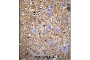 XKR4 Antibody (C-term) (ABIN655553 and ABIN2845060) immunohistochemistry analysis in formalin fixed and paraffin embedded human brain tissue followed by peroxidase conjugation of the secondary antibody and DAB staining. (XKR4 Antikörper  (C-Term))