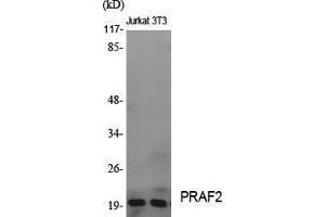 Western Blotting (WB) image for anti-PRA1 Domain Family, Member 2 (PRAF2) (C-Term) antibody (ABIN3186548) (PRAF2 Antikörper  (C-Term))