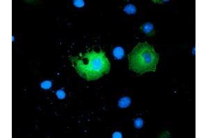 Anti-PAICS mouse monoclonal antibody (ABIN2453417) immunofluorescent staining of COS7 cells transiently transfected by pCMV6-ENTRY PAICS (RC215225). (PAICS Antikörper)