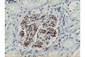 Immunohistochemical staining of paraffin-embedded Human Kidney tissue using anti-ADIPOQ mouse monoclonal antibody. (ADIPOQ Antikörper  (AA 19-244))