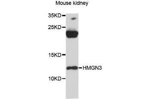 Western blot analysis of extracts of mouse kidney, using HMGN3 antibody (ABIN6293333) at 1:3000 dilution. (HMGN3 Antikörper)