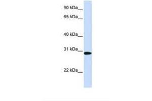 Image no. 1 for anti-Methylenetetrahydrofolate Dehydrogenase (NADP+ Dependent) 2, Methenyltetrahydrofolate Cyclohydrolase (MTHFD2) (AA 36-85) antibody (ABIN6738218) (MTHFD2 Antikörper  (AA 36-85))