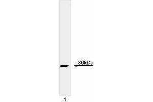 Western blot analysis of Cyclin D1. (Cyclin D1 Antikörper  (full length))