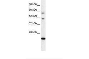 BOLA1 antibody  (AA 24-73)