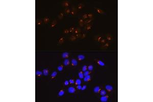 Immunofluorescence (IF) image for anti-Golgin A2 (GOLGA2) antibody (ABIN7267494)