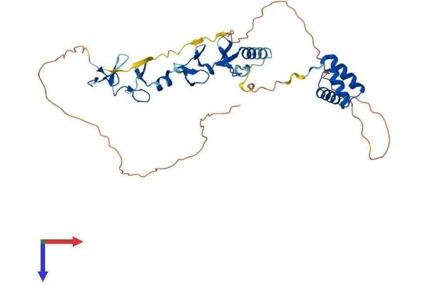 LHX6 Protein (AA 1-363) (His tag)