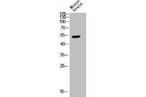 Western blot analysis of Mouse-kidney lysis using Glut3 antibody. (SLC2A3 Antikörper  (C-Term))