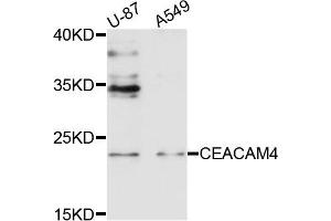 Western blot analysis of extracts of U87 and A549 cells, using CEACAM4 antibody.