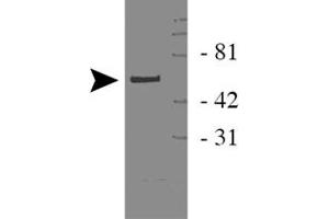Western blot analysis of WWTR1 in 293 cell lysate with WWTR1 polyclonal antibody . (WWTR1 Antikörper)
