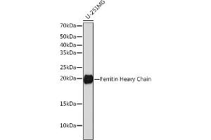 Western blot analysis of extracts of U-251MG cells, using Ferritin Heavy Chain antibody (ABIN7267168) at 1:1000 dilution. (FTH1 Antikörper)