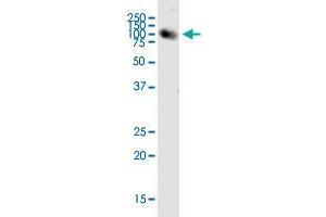Western Blotting (WB) image for anti-Optic Atrophy 1 (Autosomal Dominant) (OPA1) (AA 851-960) antibody (ABIN2565745)
