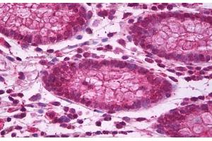 Anti-BBC3 / PUMA antibody IHC staining of human colon. (PUMA Antikörper  (AA 2-16))