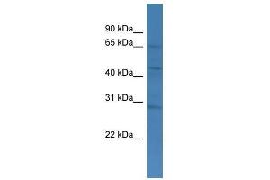 Western Blot showing TMCO4 antibody used at a concentration of 1-2 ug/ml to detect its target protein. (TMCO4 Antikörper  (C-Term))