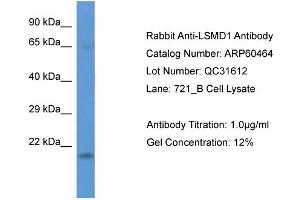 Western Blotting (WB) image for anti-LSM Domain Containing 1 (LSMD1) (Middle Region) antibody (ABIN2788455) (LSMD1 Antikörper  (Middle Region))